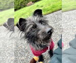 Small #4 Poodle (Miniature) Mix