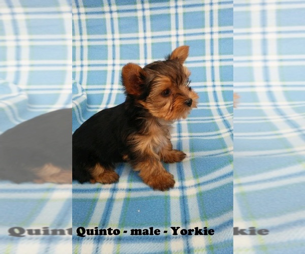 Medium Photo #4 Yorkshire Terrier Puppy For Sale in CLARKRANGE, TN, USA