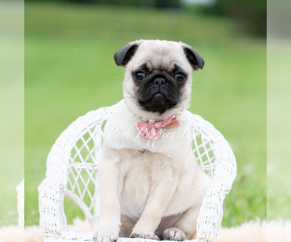 Medium Photo #14 Pug Puppy For Sale in WARSAW, IN, USA