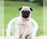 Small Photo #14 Pug Puppy For Sale in WARSAW, IN, USA