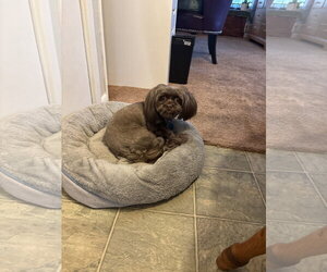 Baby - Female Shih Tzu Dog for Adoption - Photo #3