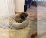 Small Photo #3 Shih Tzu Puppy For Sale in McKinney, TX, USA