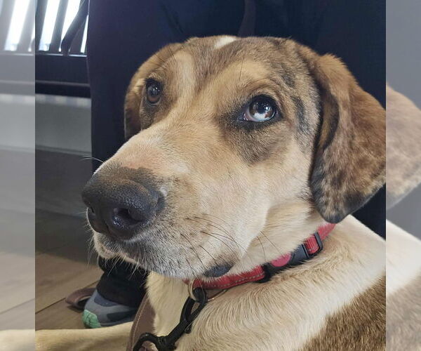 Medium Photo #3 Australian Shepherd-Great Dane Mix Puppy For Sale in Bullard, TX, USA