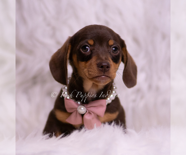Medium Photo #61 Dachshund Puppy For Sale in WARSAW, IN, USA