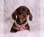 Small Photo #61 Dachshund Puppy For Sale in WARSAW, IN, USA