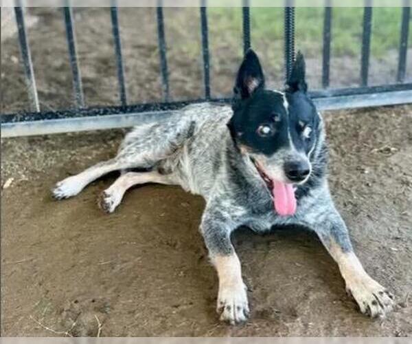 Medium Photo #4 Mutt Puppy For Sale in Riverside, CA, USA