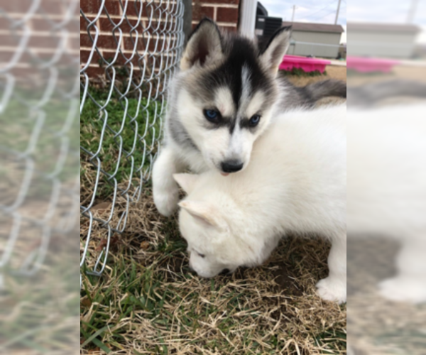 Medium Photo #5 Siberian Husky Puppy For Sale in JOPLIN, MO, USA