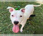 Small #1 American Pit Bull Terrier Mix