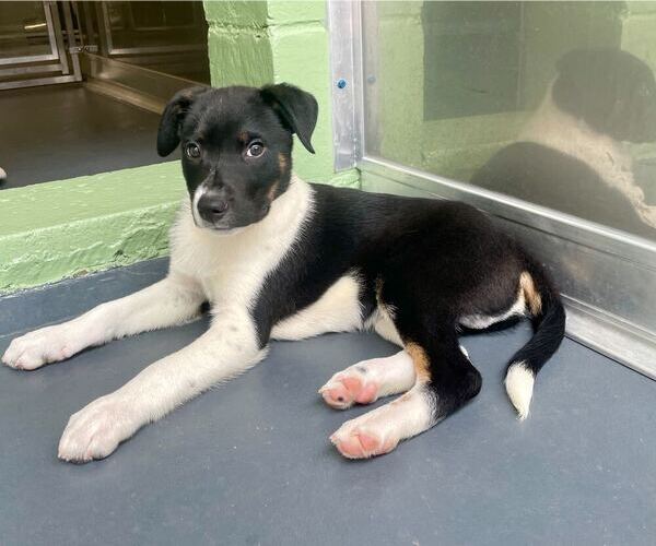 Medium Photo #3 Mutt Puppy For Sale in Elmsford, NY, USA