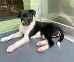 Small Photo #3 Mutt Puppy For Sale in Elmsford, NY, USA