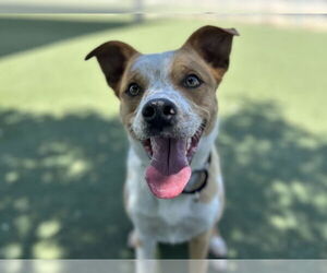 Australian Cattle Dog-Unknown Mix Dogs for adoption in Martinez, CA, USA