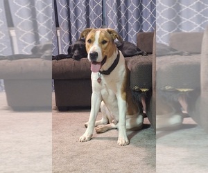 Labrador Retriever-Unknown Mix Dogs for adoption in MARION, IL, USA
