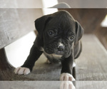 Small #4 Boxer