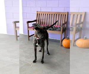 **NIBBLES** - Male Labrador Retriever-Unknown Mix Dog for Adoption - Photo #3