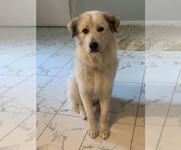 Medium Photo #3 Great Pyrenees-Unknown Mix Puppy For Sale in Dallas, TX, USA