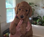 Small #3 Poodle (Standard)