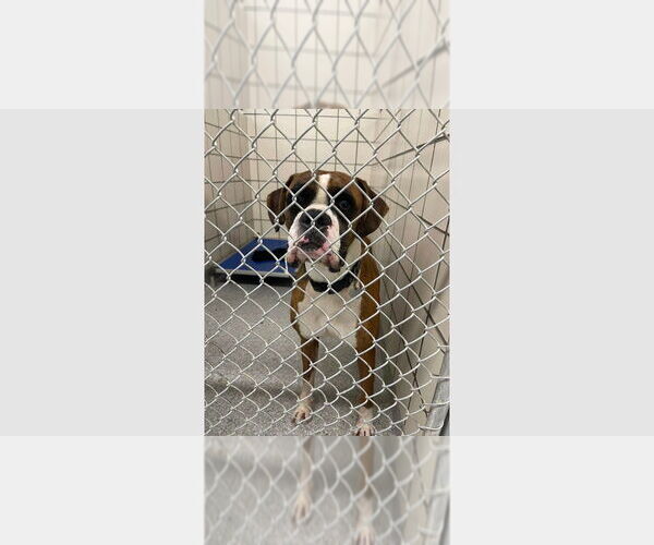 Medium Photo #4 Boxer Puppy For Sale in Austin, TX, USA