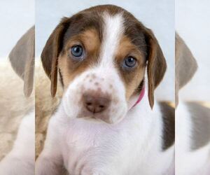 Mutt Dogs for adoption in Kennesaw, GA, USA