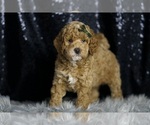 Small Photo #119 Goldendoodle (Miniature) Puppy For Sale in WARSAW, IN, USA