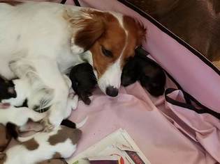 Mother of the Dachshund puppies born on 07/21/2018