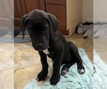 Small Photo #4 Great Dane Puppy For Sale in CLANTON, AL, USA