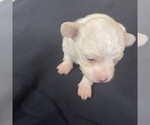 Small Photo #12 Maltipoo Puppy For Sale in JASPER, GA, USA