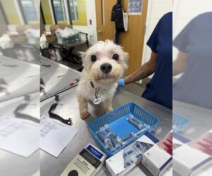 Medium Bichon Frise