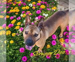 Small #22 American Staffordshire Terrier-Chinese Shar-Pei Mix