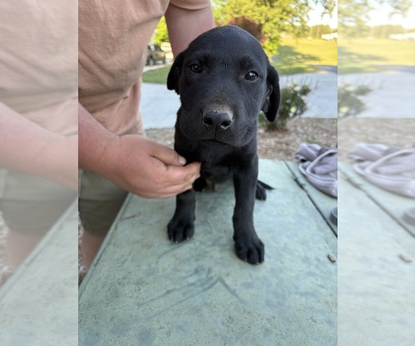 Medium Photo #3 Labrador Retriever Puppy For Sale in GRANITE FALLS, NC, USA