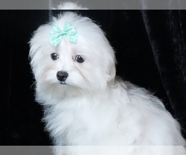 Medium Photo #10 Maltese Puppy For Sale in ROCK VALLEY, IA, USA