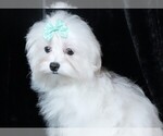 Small #9 Maltese
