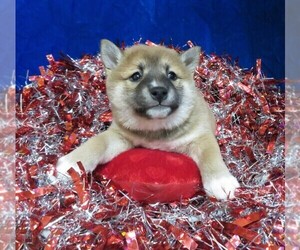 Shiba Inu Puppy for sale in NORWOOD, MO, USA