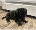 Small #3 Chiweenie