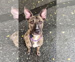 Small #30 Labrador Retriever-Mountain Cur Mix