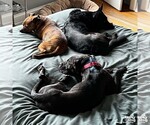 Small #13 American Pit Bull Terrier-Labrador Retriever Mix