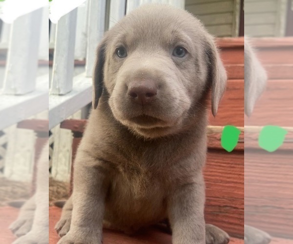 Medium Photo #1 Labrador Retriever Puppy For Sale in BELTON, SC, USA