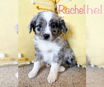 Small Photo #1 Miniature Australian Shepherd Puppy For Sale in LEBANON, MO, USA