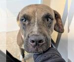 Small #1 Labrador Retriever Mix