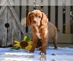 Small #1 Cavapoo