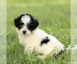 Zuchon Puppy for sale in PARADISE, PA, USA