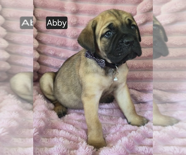 Medium Photo #5 Cane Corso Puppy For Sale in MINERAL WELLS, WV, USA