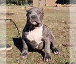 Small Photo #5 American Bully Puppy For Sale in SPRING BRANCH, TX, USA