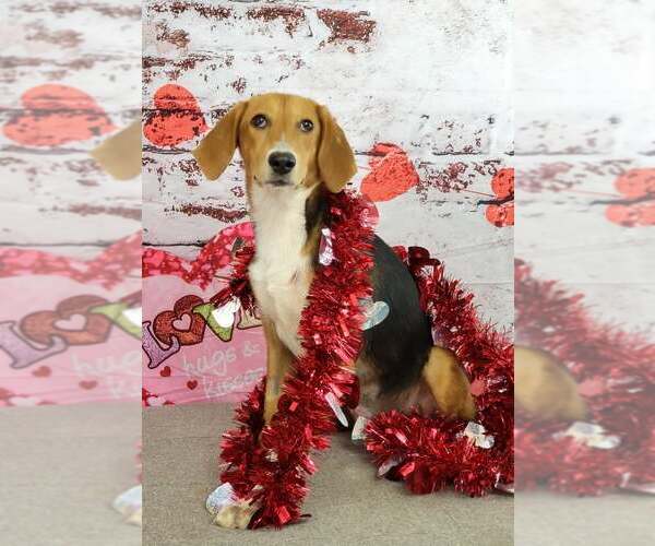 Medium Photo #13 Beagle-Unknown Mix Puppy For Sale in Las Vegas, NV, USA