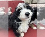 Small Photo #6 Bernedoodle (Miniature) Puppy For Sale in SOUTH ORANGE, NJ, USA