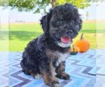 Small Photo #4 Maltipoo Puppy For Sale in ARTHUR, IL, USA