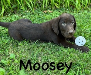 Labrador Retriever Puppy for sale in COLUMBIA, MO, USA