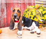 Small Photo #2 Basset Hound Puppy For Sale in WAKARUSA, IN, USA