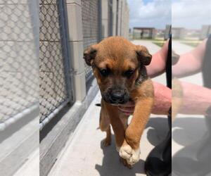 Dutch Shepherd -Unknown Mix Dogs for adoption in Corpus Christi, TX, USA