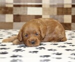 Small #1 Cavapoo (Miniature)