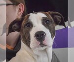 Small #4 American Bulldog-American Staffordshire Terrier Mix